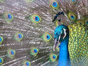 peacock