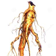 Stem Cell Ginseng